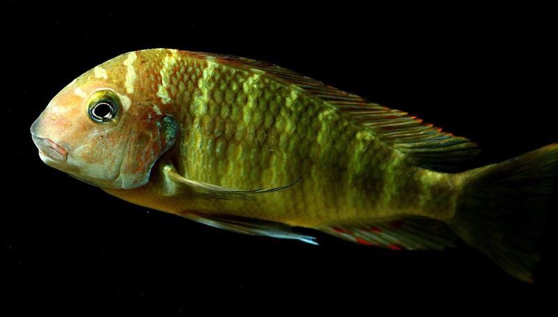 Tropheus moorii 'Namansi'